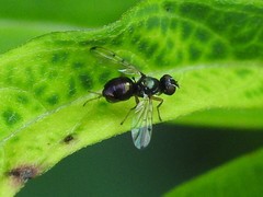 Rivellia maculipennis