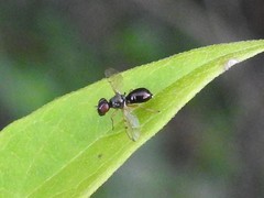 Rivellia maculipennis