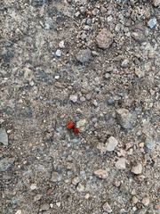 Dasymutilla erythrina