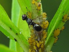 Rivellia maculipennis