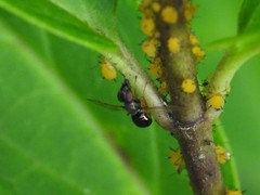 Rivellia maculipennis