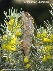 Aspalathus florifera