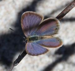 Eicochrysops messapus messapus