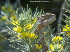 Aspalathus florifera