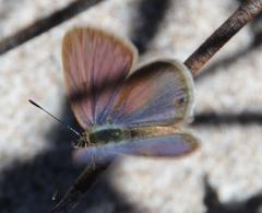 Eicochrysops messapus messapus