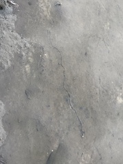 Ambleminae