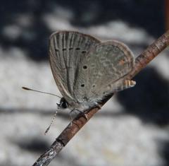 Eicochrysops messapus messapus