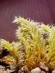 Racomitrium canescens canescens