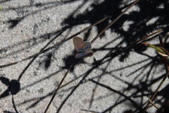 Eicochrysops messapus messapus