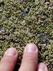 Racomitrium canescens canescens