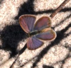 Eicochrysops messapus messapus