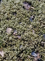 Racomitrium canescens canescens