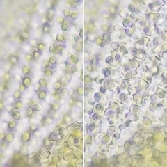 Racomitrium canescens canescens