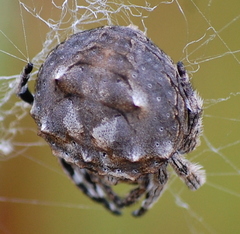 Caerostris corticosa