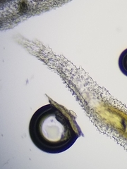 Racomitrium canescens canescens