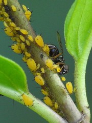 Rivellia maculipennis