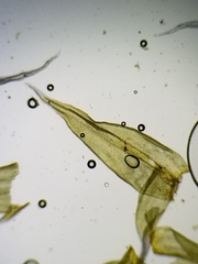 Racomitrium canescens canescens