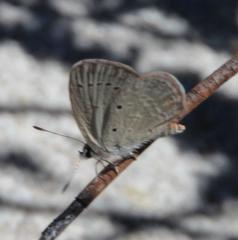 Eicochrysops messapus messapus