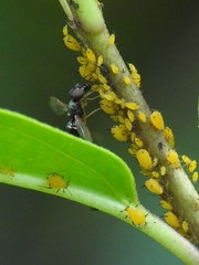 Rivellia maculipennis