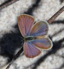 Eicochrysops messapus messapus