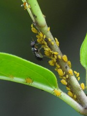 Rivellia maculipennis