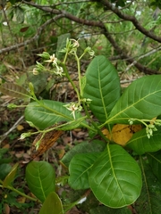 Anacardium