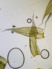 Racomitrium canescens canescens