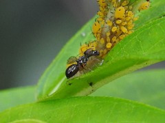 Rivellia maculipennis