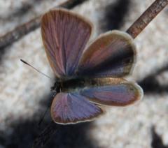 Eicochrysops messapus messapus