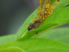 Rivellia maculipennis