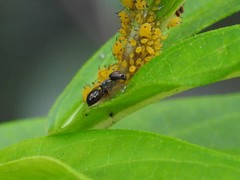 Rivellia maculipennis