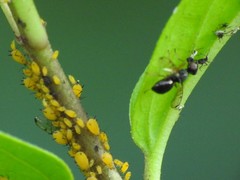 Rivellia maculipennis