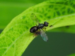 Rivellia maculipennis