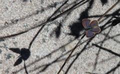 Eicochrysops messapus messapus