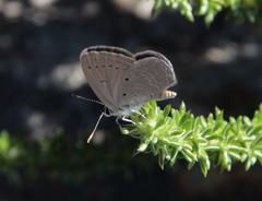 Eicochrysops messapus messapus