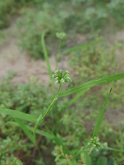 Dactyloctenium radulans