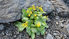 Senecio elmeri