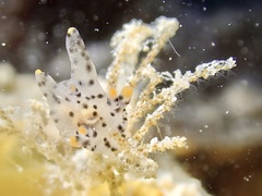Thecacera