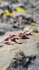 Poa cusickii