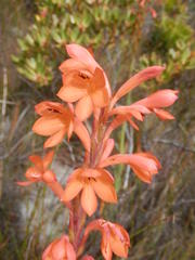 Watsonia coccinea