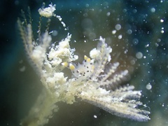 Thecacera