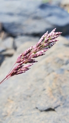 Poa cusickii