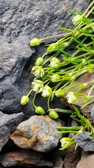 Sagina saginoides