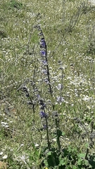 Salvia indica