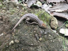 Sceloporus subniger