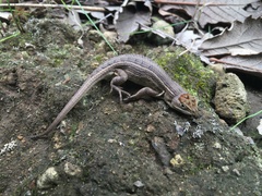 Sceloporus subniger