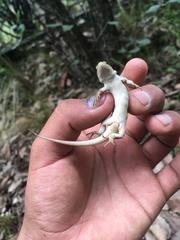 Sceloporus subniger