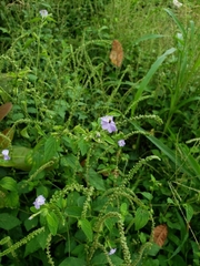 Browallia americana