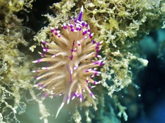 Unidentia aliciae