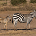 Equus quagga boehmi - Photo (c) pangolinzen, μερικά δικαιώματα διατηρούνται (CC BY-NC)